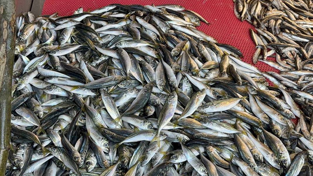 O kentte hamsinin kilosu 50 TL'ye kadar düştü! Fiyatı gören kasa kasa alıyor 2